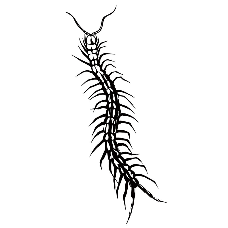 Centipede